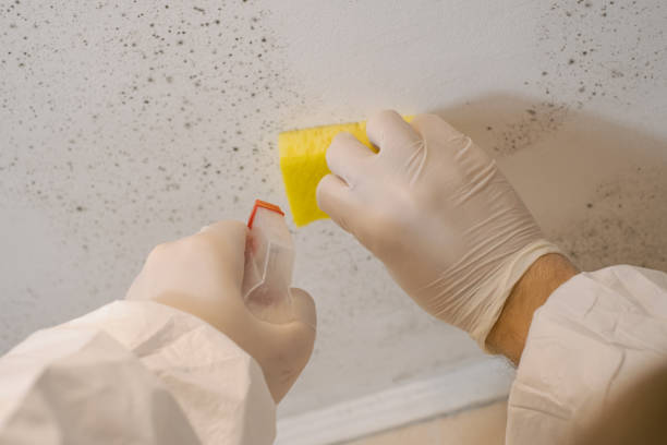 Best Post-Remediation Verification Testing  in Blissfield, MI