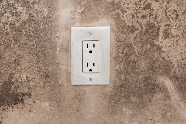 Best Biohazard Mold Removal  in Blissfield, MI